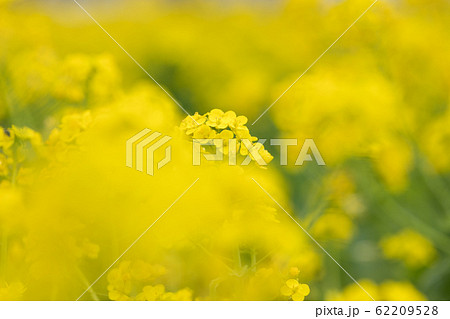 鴨川市の菜の花畑 千葉県鴨川市 日本 鴨川市の菜の花畑 千葉県鴨川市 日本 62209528