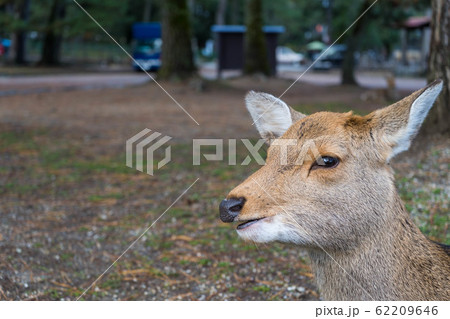 笑っているような表情をしている奈良の可愛い鹿とコピースペースの写真素材