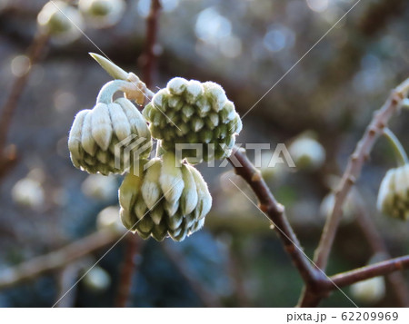 円覚寺 Engakuji temple  ミツマタ Oriental paperbush 62209969