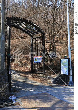 北朝鮮産 岩山 松 62210077