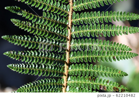 シダ植物の葉 シダ植物の葉 62210482