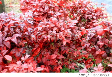 植え込み オタフクナンテン 花壇の写真素材