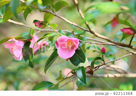 ツバキの花 港の曙 ツバキの花 港の曙 62211368