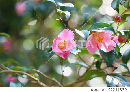 ツバキの花 港の曙 ツバキの花 港の曙 62211370