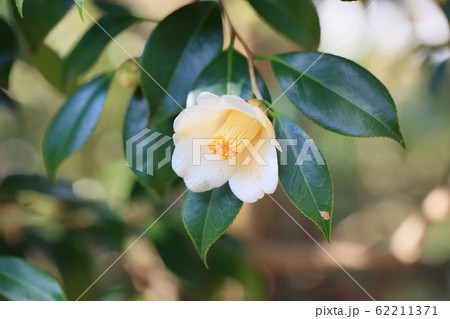 ツバキの花　伯州 62211371