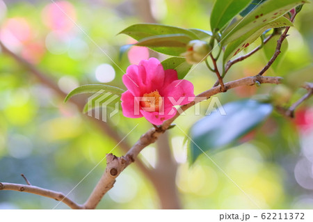 ツバキの花　寒咲赤侘助 62211372