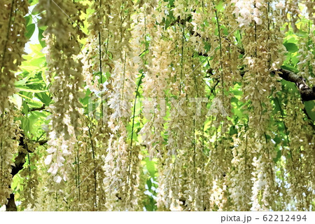 爽やかな白藤の花 62212494