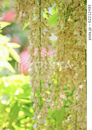 爽やかな白藤の花 62212495