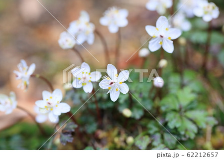 バイカオウレンの花 バイカオウレンの花 62212657