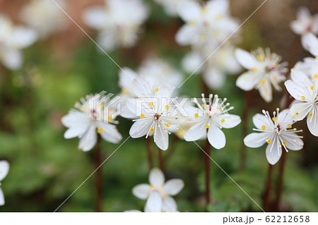 バイカオウレンの花 バイカオウレンの花 62212658
