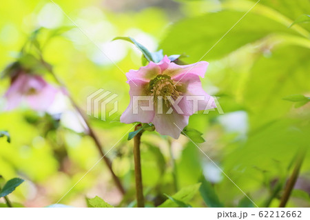 クリスマスローズの花 62212662