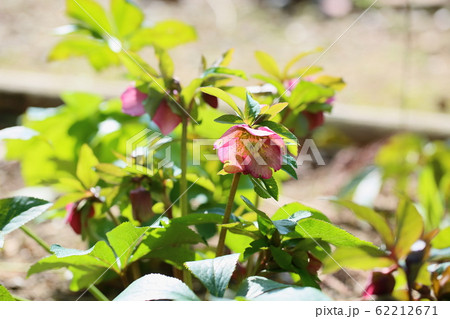 クリスマスローズの花 62212671