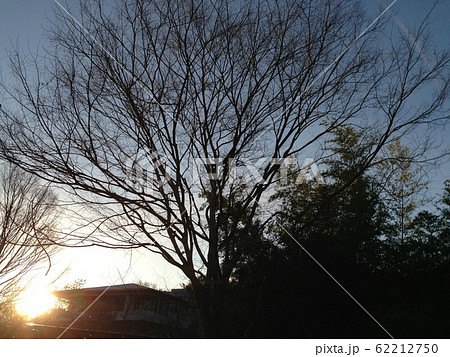 朝焼けがまぶしい樹の向こう 62212750