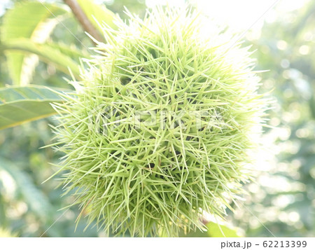 クリ クリ 62213399
