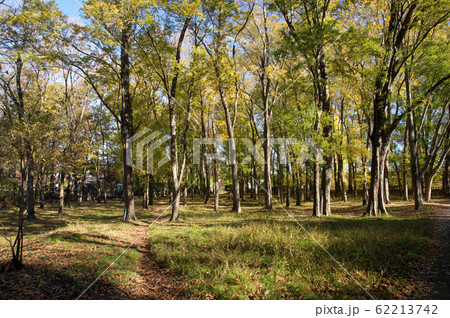 紅葉の狭山公園　トウカエデの林 62213742