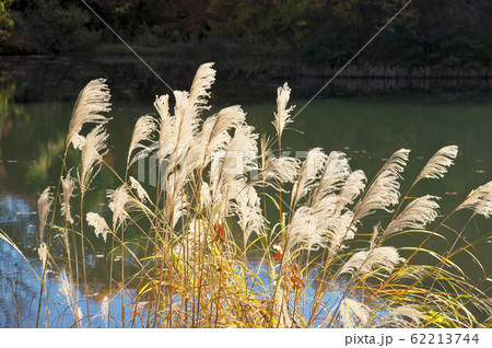 紅葉の狭山公園 ススキ 紅葉の狭山公園 ススキ 62213744