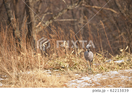 珍しい！北海道に現れたクロヅル 62213839