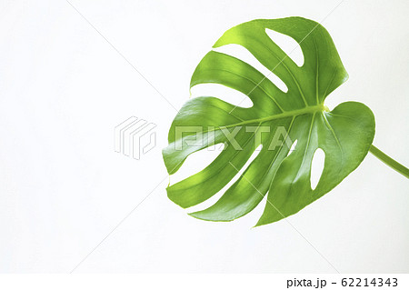 綺麗な観葉植物  モンステラ 62214343