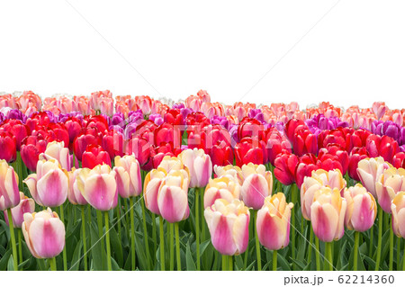 Spring coloful tulip bulb flower field isolated on white background Spring coloful tulip bulb flower field isolated on white background 62214360