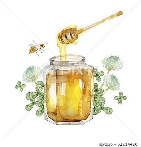 はちみつ クローバー シロツメクサ 水彩 イラスト はちみつ クローバー シロツメクサ 水彩 イラスト 62214420