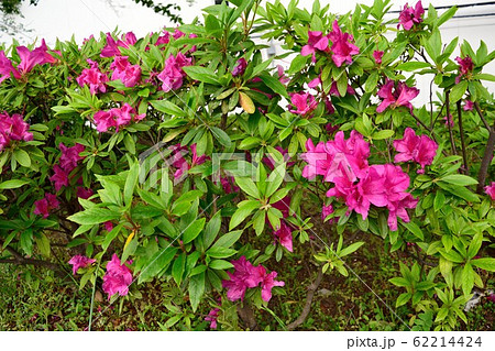 濃いピンクのツツジ 花壇の写真素材