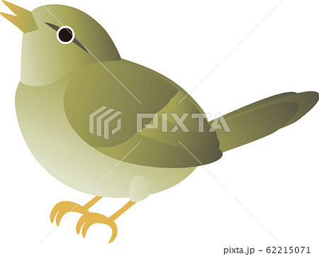 うぐいす 鳥 春 のイラスト素材