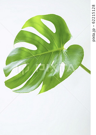 綺麗な観葉植物 モンステラ 綺麗な観葉植物 モンステラ 62215128