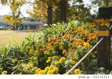 万博記念公園 62215313