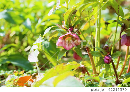 クリスマスローズの花 62215570