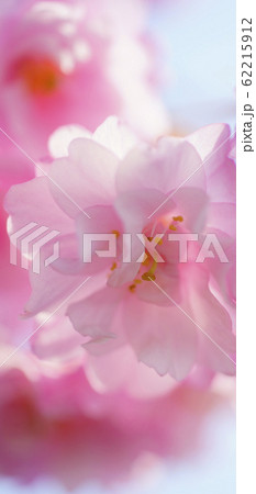 待受け画面　桜　ピンク　画面比率19:9 62215912