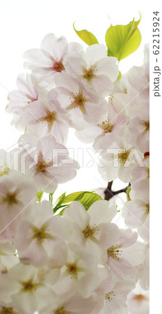待受け画面 桜 白 ピンク 画面比率19:9 待受け画面 桜 白 ピンク 画面比率19:9 62215924