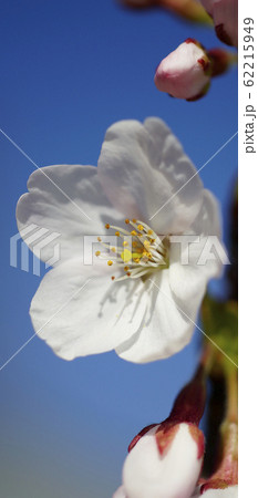 待受け画面 桜 白 画面比率19:9 待受け画面 桜 白 画面比率19:9 62215949