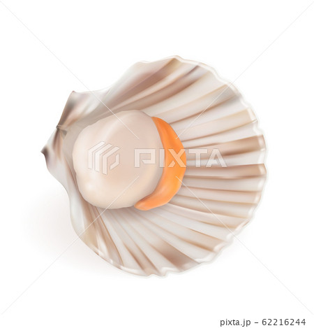 Scallop With Fresh Meat In Shell Seafood Vector 62216244
