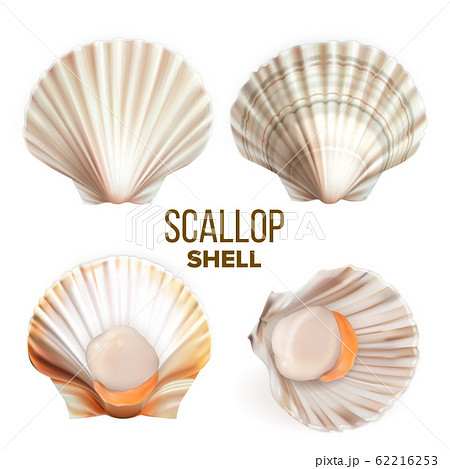 Scallop With Meat In Shell Seafood Set Vector Scallop With Meat In Shell Seafood Set Vector 62216253