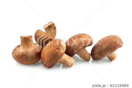 Shiitake mushroom on the White background 62216960