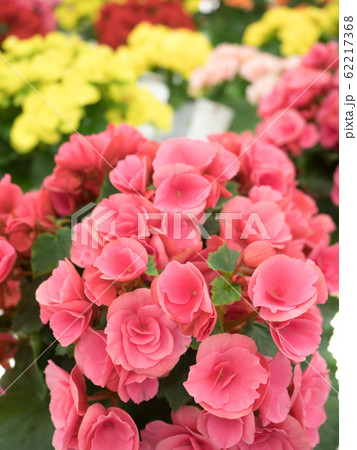 エラチオールベゴニア エラチオールベゴニア 62217368