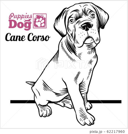 Cane Corso puppy sitting. Drawing by hand, sketch. Engraving style, black and white vector image. 62217960