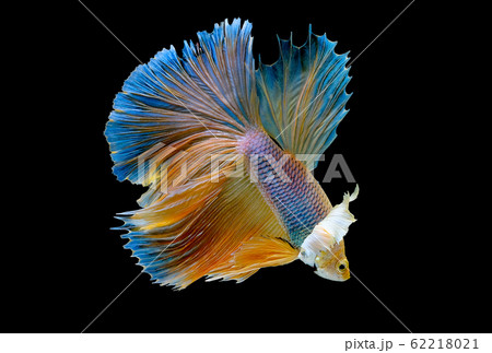 Isolated yellow Siamese fighting betta fish with different action Isolated yellow Siamese fighting betta fish with different action 62218021