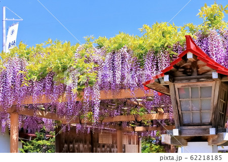 満開の藤の花 満開の藤の花 62218185
