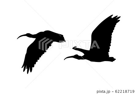 動物シルエット鳥トキ4 動物シルエット鳥トキ4 62218719