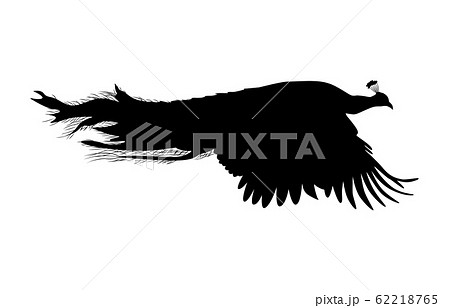 動物シルエット鳥クジャク3のイラスト素材