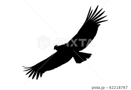 動物シルエット鳥コンドル2 動物シルエット鳥コンドル2 62218767
