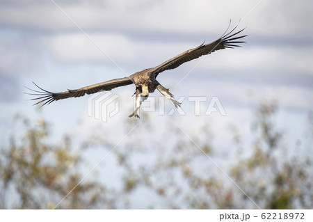 空を飛ぶコシジロハゲワシ 62218972