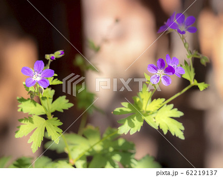 紫色のゲラニウム メイフラワーの花の写真素材