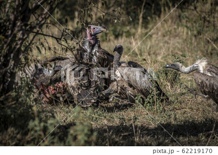 ミミヒダハゲワシと、コシジロハゲワシ ミミヒダハゲワシと、コシジロハゲワシ 62219170
