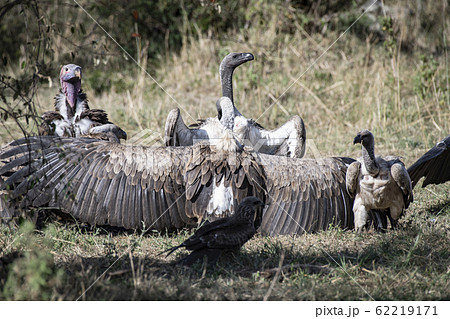 ミミヒダハゲワシと、コシジロハゲワシ 62219171