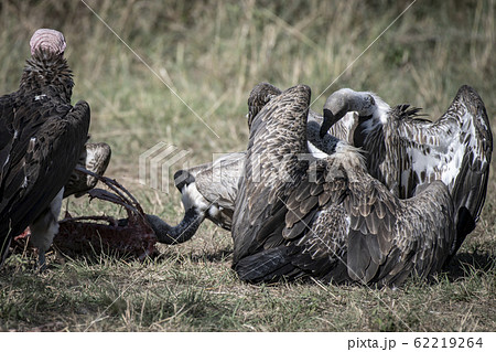 ミミヒダハゲワシとコシジロハゲワシの食事 62219264