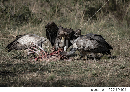 死肉を食べるコシジロハゲワシの写真素材 62219401 Pixta