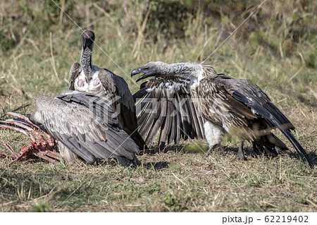 死肉を食べるコシジロハゲワシ 62219402