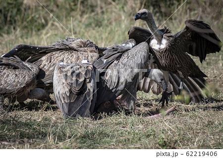 死肉を食べるコシジロハゲワシ 死肉を食べるコシジロハゲワシ 62219406
